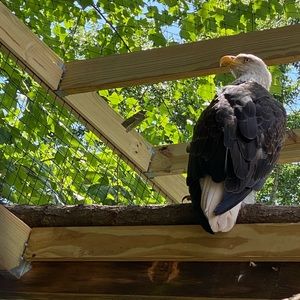 Meet your Posher, Austin